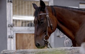 Hippo Campus, © Martina Siebenhandl Hippo Campus, horse and dog