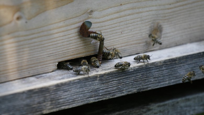 Bees, © Haselhof Bees, © Haselhof