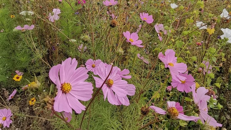 Wild bee meadow, © Wiener Alpen A meadow with lots of pink and a few yellow flowers.