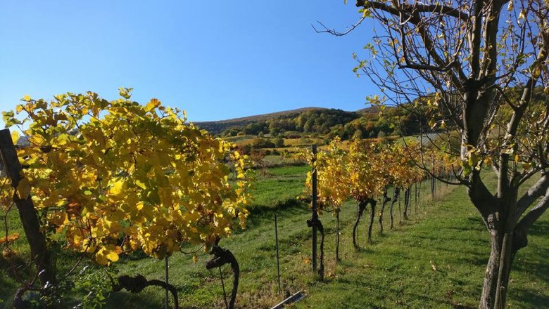 thom_weinzeile_garden, © Fotocredit: Thom Kunz thom_weinzeile_garden, © Fotocredit: Thom Kunz