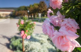 Baden Rosarium, © Rainer Mirau Close-up of pink roses in the Baden Rosarium with blurred background.