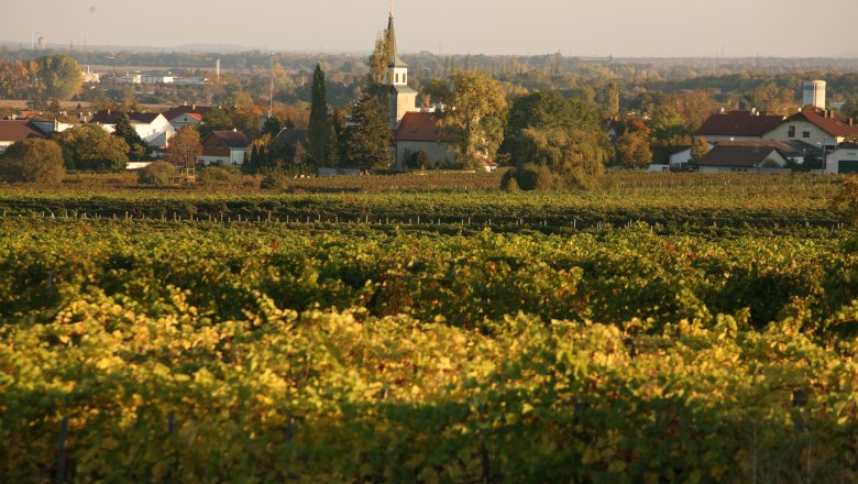 Sooß, © Sooß Vineyards in Sooß with the church in the background at sunset.