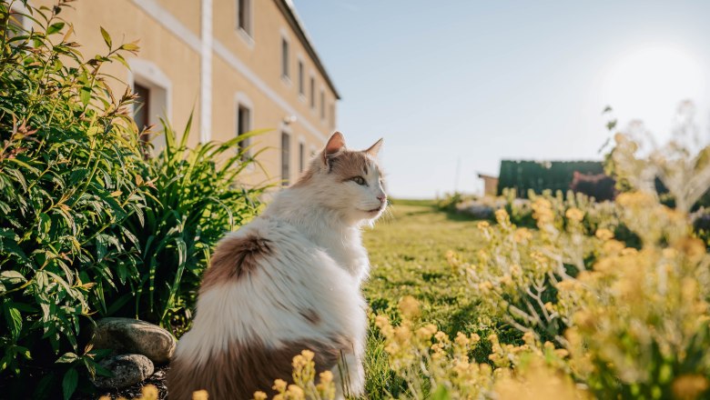 Cat at the Wieserhof, © MIKU. Media OG Cat at the Wieserhof, © MIKU. Media OG
