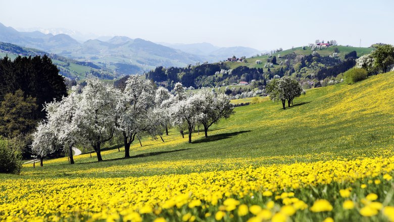 Pear tree blossom in Sonntagberg, © weinfranz.at Pear tree blossom in Sonntagberg, © weinfranz.at