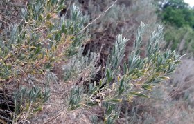 Horn report in Goggendorf, © Martin Mann Close-up of green, elongated leaves of a plant in a natural environment.