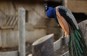 Peacocks in the Celtic village of Schwarzenbach, © Keltendorf Schwarzenbach A peacock sits on a wooden fence in the Celtic village of Schwarzenbach.