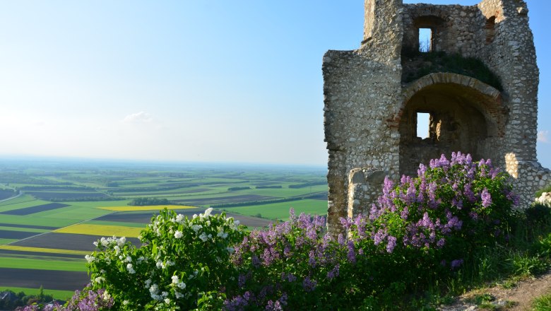 Staatz castle ruins, © Erwin Kober Staatz castle ruins, © Erwin Kober