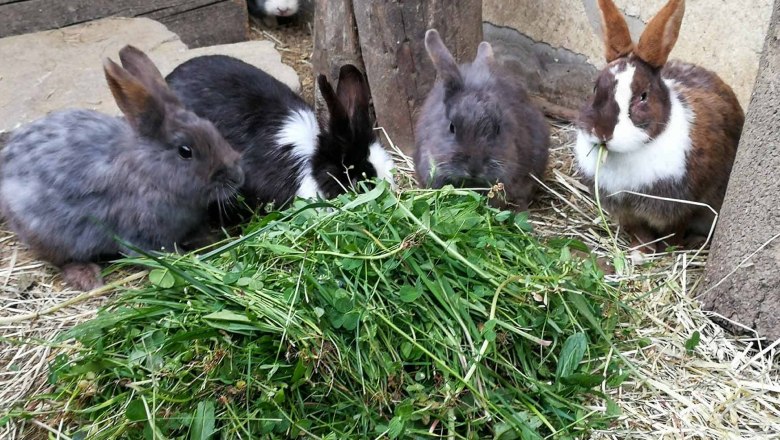 Vacation at the Mayerhof, © Familie Mayer Vacation at the Mayerhof, © Familie Mayer