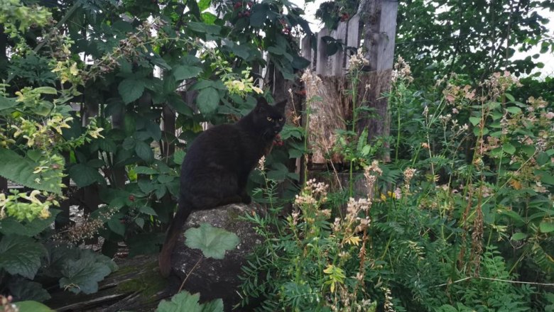 Cat in the garden, © Romana Fischer Black cat sitting on a tree trunk in the garden, surrounded by green plants and bushes.