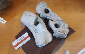 Tools made from antlers from the Kahlenberger in the Mödling Museum, © Jakob Mauerer Tools made from antlers from the Kahlenberger in the Mödling Museum, © Jakob Mauerer