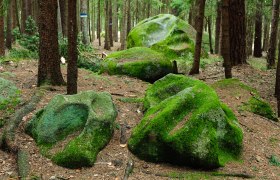Place of the scorpion, © Gerhard Wanko Moss-covered rocks in the forest with trees in the background.