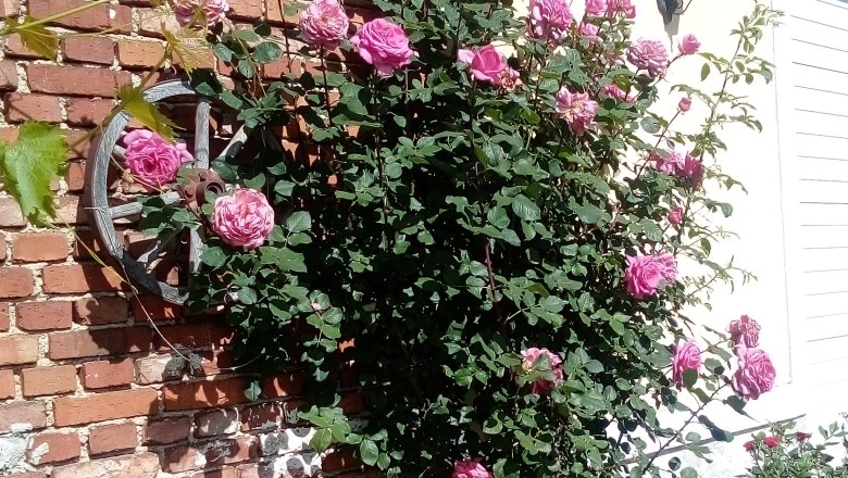 biohof-pascher, © Biohof Pascher biohof-pascher, © Biohof Pascher