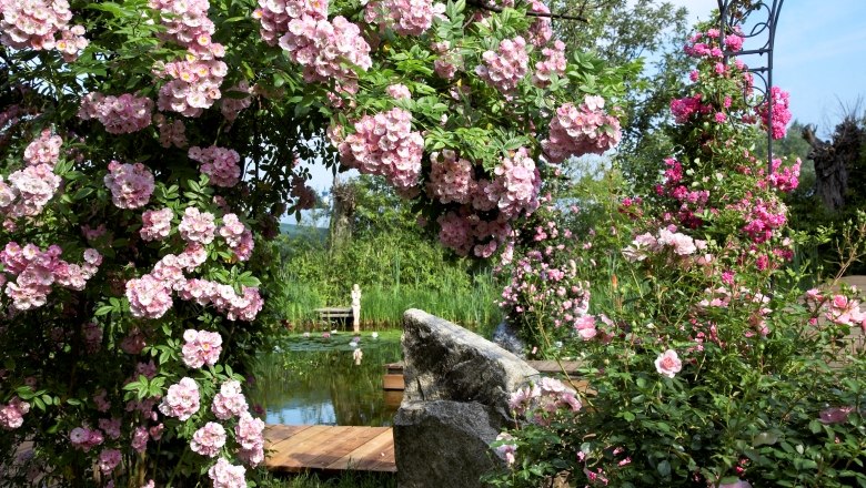 Rose blossom in the cottage garden, © Natur im Garten/Alexander Haiden A cottage garden with blooming rose bushes, a pond and a wooden bridge.
