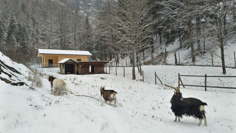 Goats in the nature park, © Marktgemeinde Schwarzau im Gebirge Goats in a snowy nature park with a stable in the background.