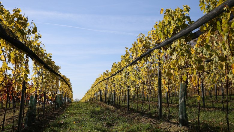 In the vineyard, © Matthias Karasek Vines in a vineyard with a blue sky in the background.