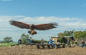 Flight demonstration, © topshot.co.at A bird of prey flies directly towards the camera, while people sit on a bench in the background and take photos.