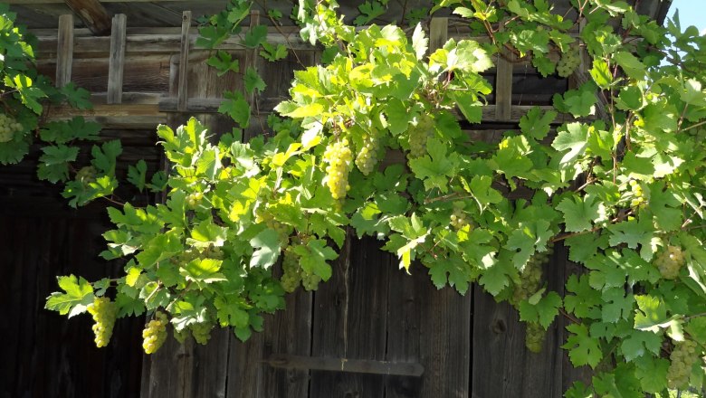 Vineyards, © Anita Schiessler Vineyards, © Anita Schiessler