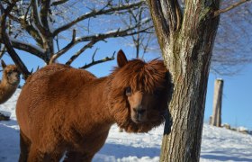 Alpacas brave the snowstorm, © Sonnseinthof Alpacas brave the snowstorm, © Sonnseinthof