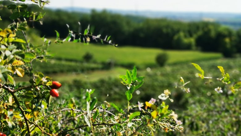 Rosehips by the wayside, © Weinstraße Weinviertel Rose hips on a bush with a blurred background of a green landscape.