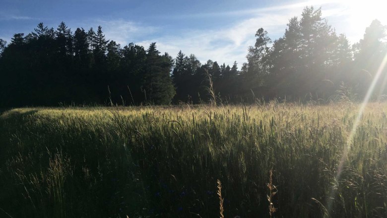 Cornfield shortly before flowering, © Peter Brezina Cornfield shortly before flowering, © Peter Brezina