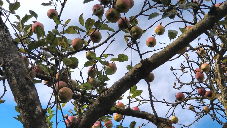 Orlet on the Rax, © Sofia Orlet Apples hanging on the tree, blue sky and clouds behind them