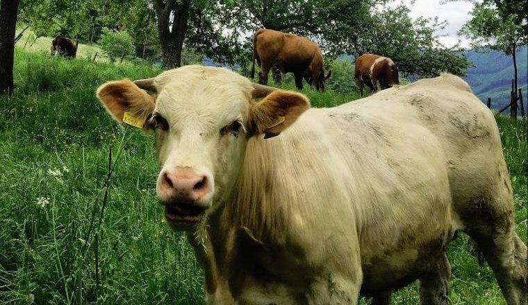 Tavern Reisberg_kuh, © Mostheuriger Reisberg Tavern Reisberg_kuh, © Mostheuriger Reisberg