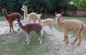 Weinviertel Alpaca, © Weinviertel Alpaka Weinviertel Alpaca, © Weinviertel Alpaka