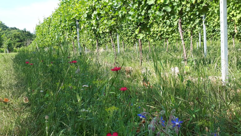 TDR-Vineyards, © Weinbau Hauber Vines in a vineyard with wildflowers in the foreground.