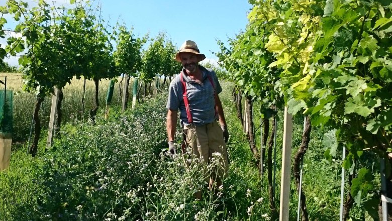 Siegfried Resch Winery, © Siegfried Resch A man in a straw hat stands between vines under a blue sky.