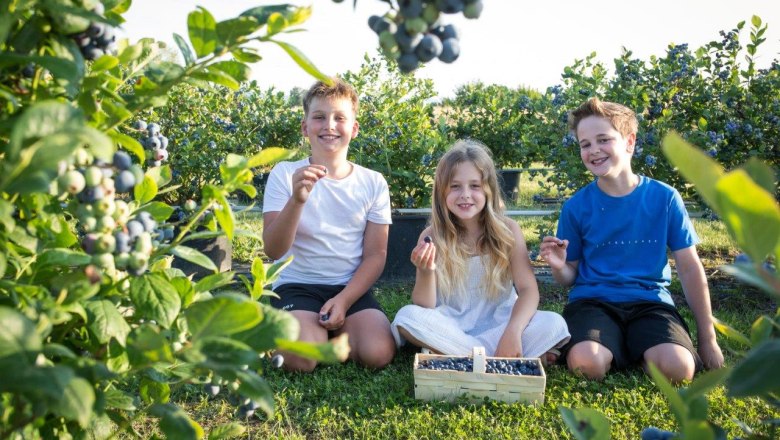 Delicious blueberries, © Wurzers Genuss- und Erlebnishof Delicious blueberries, © Wurzers Genuss- und Erlebnishof