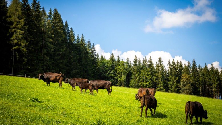 Organic Wagyuhof Reingrub, © Theo Kust Organic Wagyuhof Reingrub, © Theo Kust