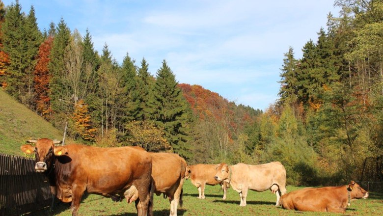 murbodner-cows-in-autumn, © zVg Fam. Fallmann murbodner-cows-in-autumn, © zVg Fam. Fallmann
