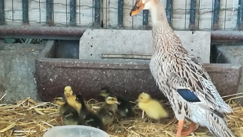 Duck family, © Romana Wiener Duck family, © Romana Wiener