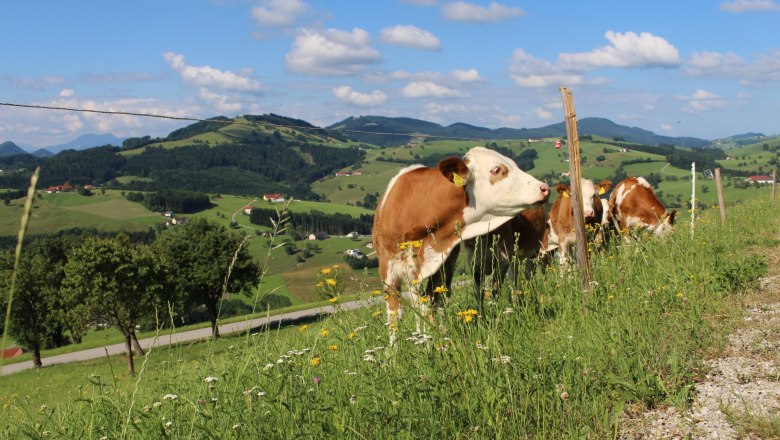 Cattle, © Panstingl Cattle, © Panstingl