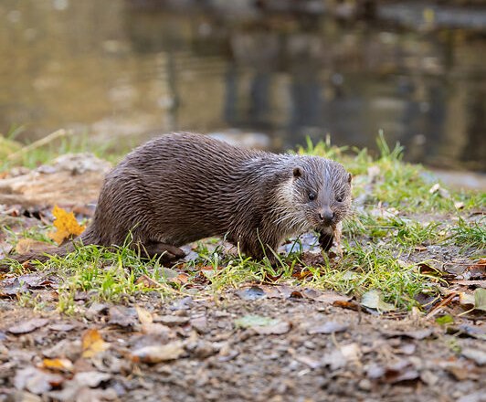 Otter feeding, © © Waldviertel Tourismus, Claudia Schlager An otter feeds on the shore while people watch in the background.