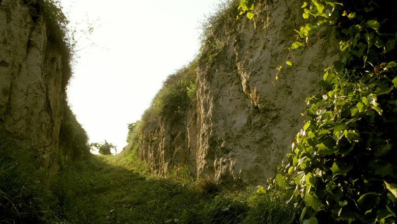 Hammergraben wine and nature trail, © Gemeinde Fels am Wagram A narrow, grassy path between high, earthy walls with vegetation.