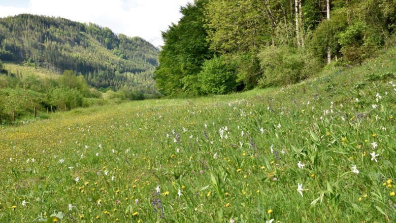 Fahrnlehen show meadow near Hollenstein an der Ybbs, © David Bock Fahrnlehen show meadow near Hollenstein an der Ybbs, © David Bock