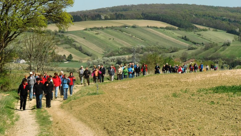 Hiking in Sieghartskirchen, © Marktgemeinde Sieghartskirchen Group of people walking along a country lane in a hilly landscape.