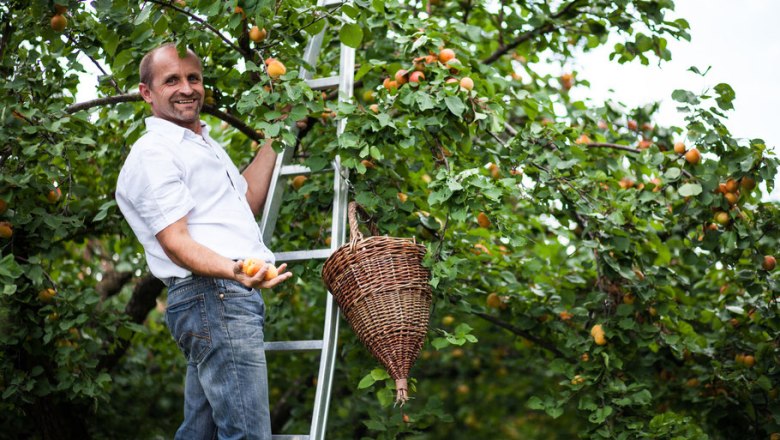 Franz Muthenthaler at the apricot harvest, © Franz Muthenthaler Franz Muthenthaler at the apricot harvest, © Franz Muthenthaler
