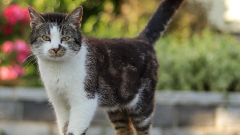 Simba" cat, © Familie Moser A tabby cat with white paws and chest is standing on a path outside.