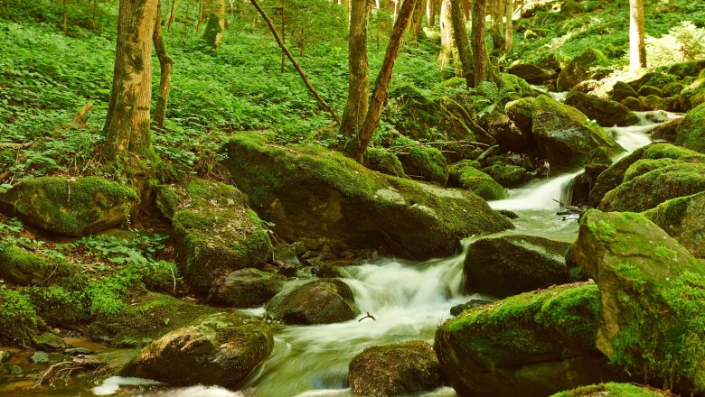 Steinbach Gorge, © Klaus Engelmayer A small stream flows through a moss-covered forest with rocks and trees.