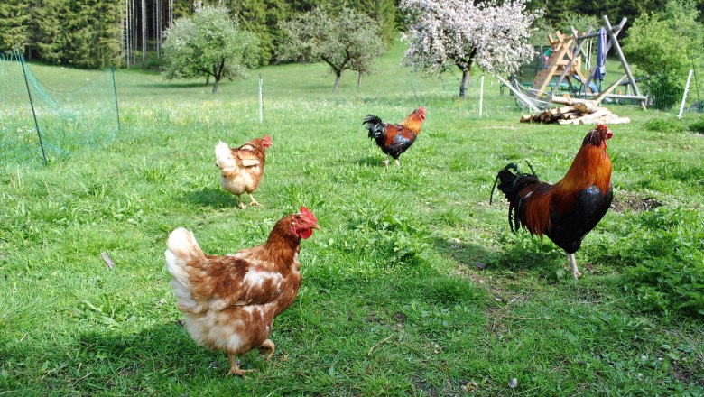 happy chickens, © Patrick Leitner happy chickens, © Patrick Leitner