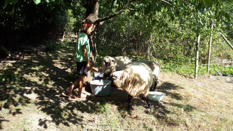 House Friends, © DB A child feeds sheep under a tree in the garden.