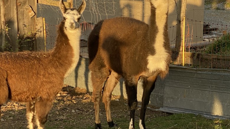 Lamamama Flecky and Fay Sophie, © ALZV - Rudolf Bauer, MBA Lamamama Flecky and Fay Sophie, © ALZV - Rudolf Bauer, MBA