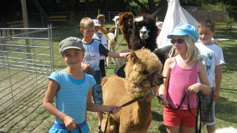 Alpaca hike, © Alpaka Freizeitpark Children lead alpacas on leashes in a meadow.