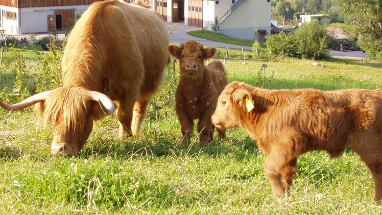 Cows, © Annahof Cows, © Annahof