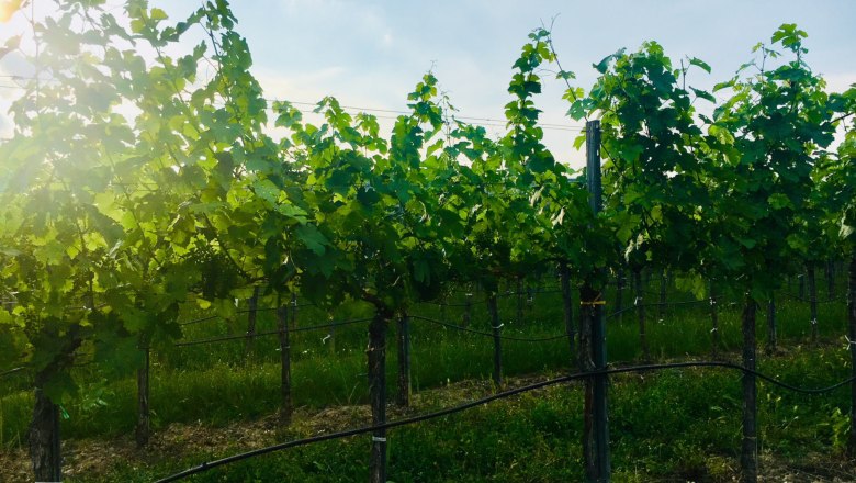 Vineyards, © Fam. Ritz Vines in a sunny vineyard.