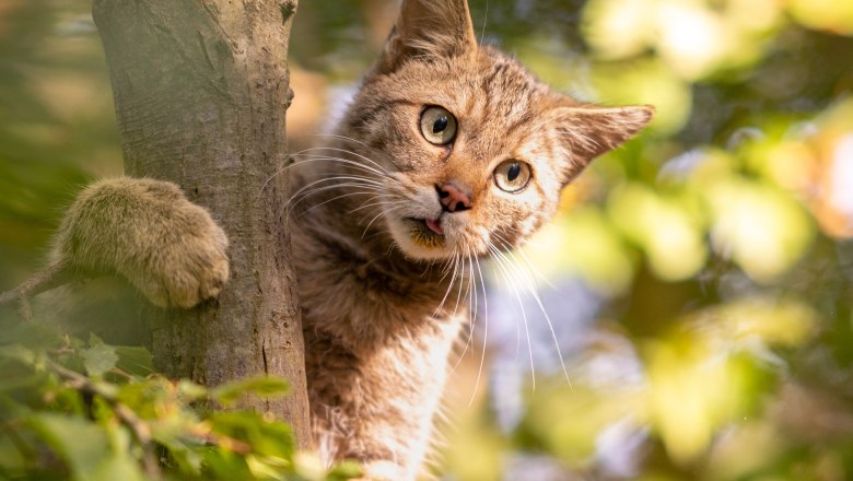 Thayatal National Park, © Nationalpark Thayatal/Teresa Nunner A wildcat climbs a tree in the Thayatal National Park.