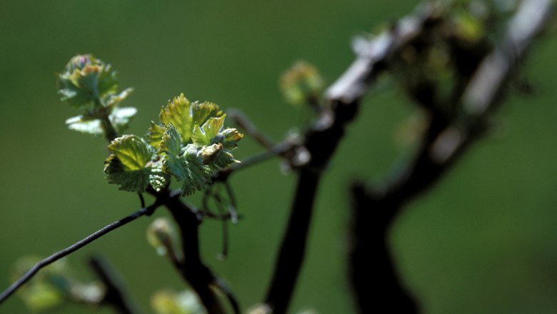 Grapevine, © Rudi Weiss Close-up of young vine leaves on a vine against a blurred background.