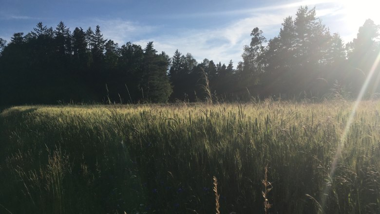 Cornfield, © Peter Brezina Cornfield, © Peter Brezina